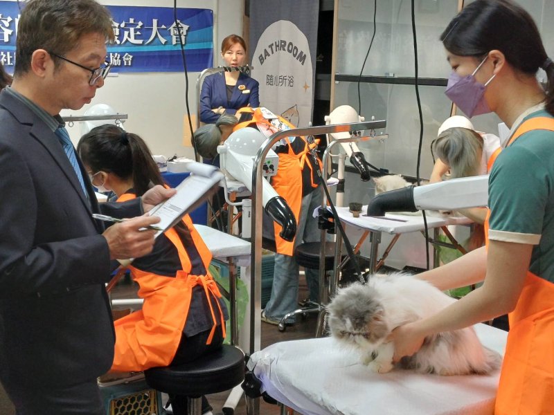 AI 時代最不會被取代的職業！ 角落貓學堂聯手KCT 出「貓美容檢定」，掀起新職涯潮
