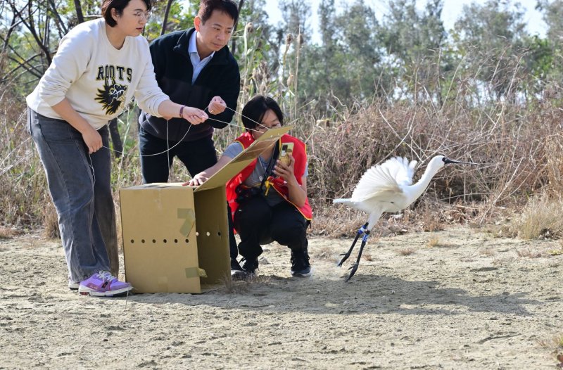 黑面琵鷺中毒獲救，嘉義縣跨單位救傷治療完成野放