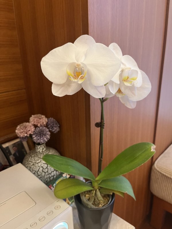 【薄教授命理週記】 婚姻篇